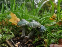 Valse kopergroenzwam [Stropharia caerulea]